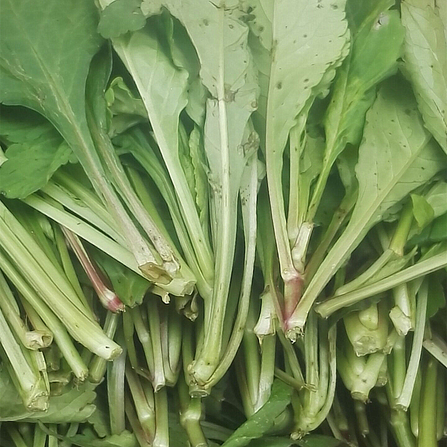 天然野生苦菜干苦斋菜苦苣菜自晒野菜干煲汤美食特产干货菜干250g