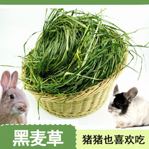Huimeng 2020 dried ryegrass 250g rabbit hay Chinchilla Guinea Pig Pet Pasture rabbit grass rabbit grass rabbit food