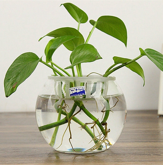 透明玻璃花盆 绿萝水培玻璃瓶 圆球花瓶简约水养植物器皿大号