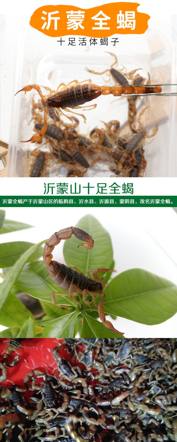 买10送1活体油炸泡酒正宗沂蒙山十足全蝎活体活蝎子全虫包邮