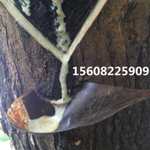 Soil paint Wild sumac tree cutting paint farmers produce and sell natural raw paint paint 75 yuan a catty