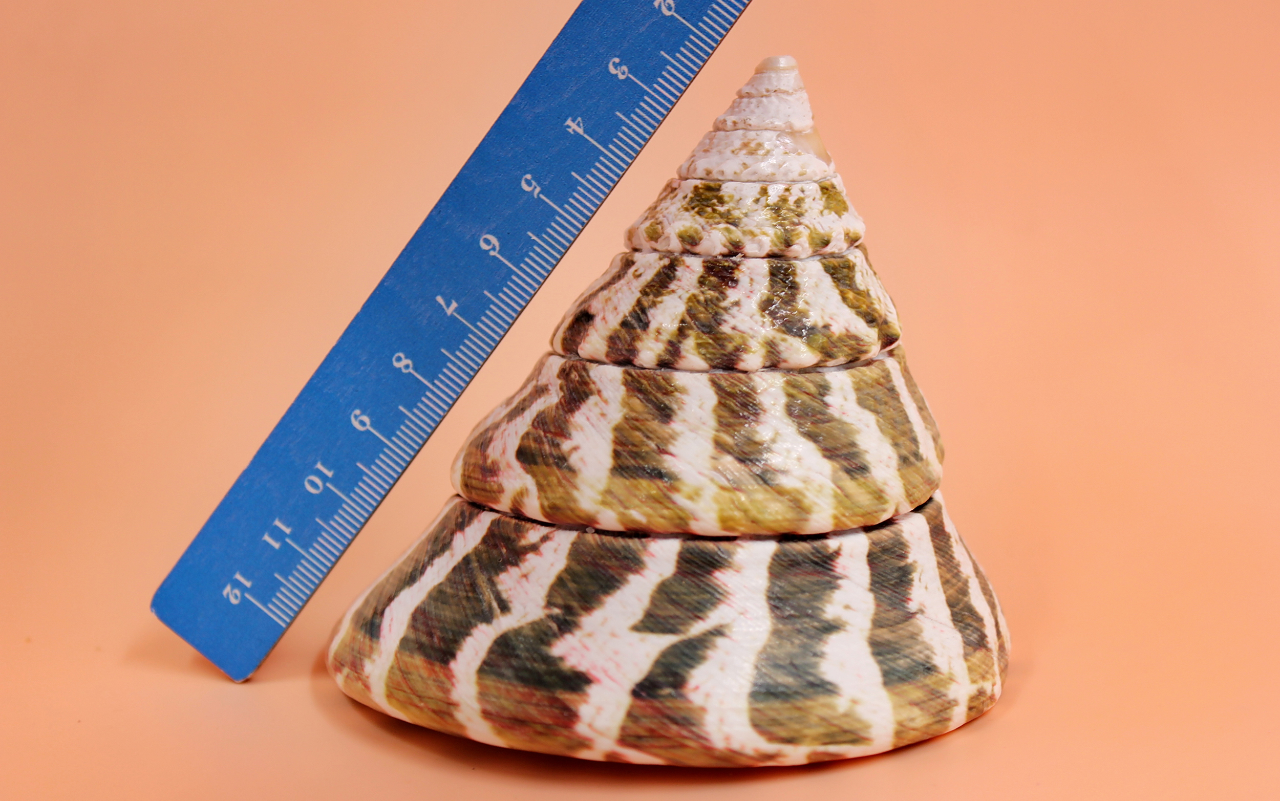 马蹄螺,塔螺(产地台湾)9-10厘米