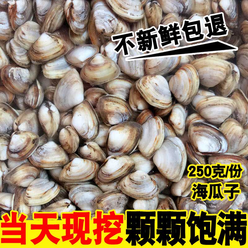 连云港特产海鲜贝类 新鲜鲜活海瓜子 海沙子小蛤蜊白瓜子优质野生_7折