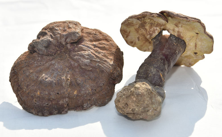 祁达堂长白山野生赤灵芝整枝精选货