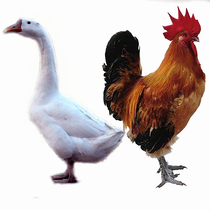 Northeast rural local chicken free-range farm chicken stupid chicken big goose meat fresh whole stupid big goose rural chicken goose meat