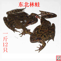 Northeast Forest Frog Toad Changbai Mountain snow clam live delivery Hashi Bullfrog northeast specialty frogs a catty of 12