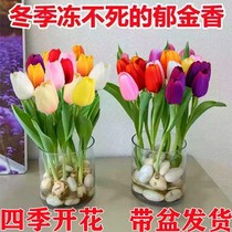 Tulip flower seed balls seed balls hydrobacon seed balls seed balls hydropony Blossom Potted Flowers Plant