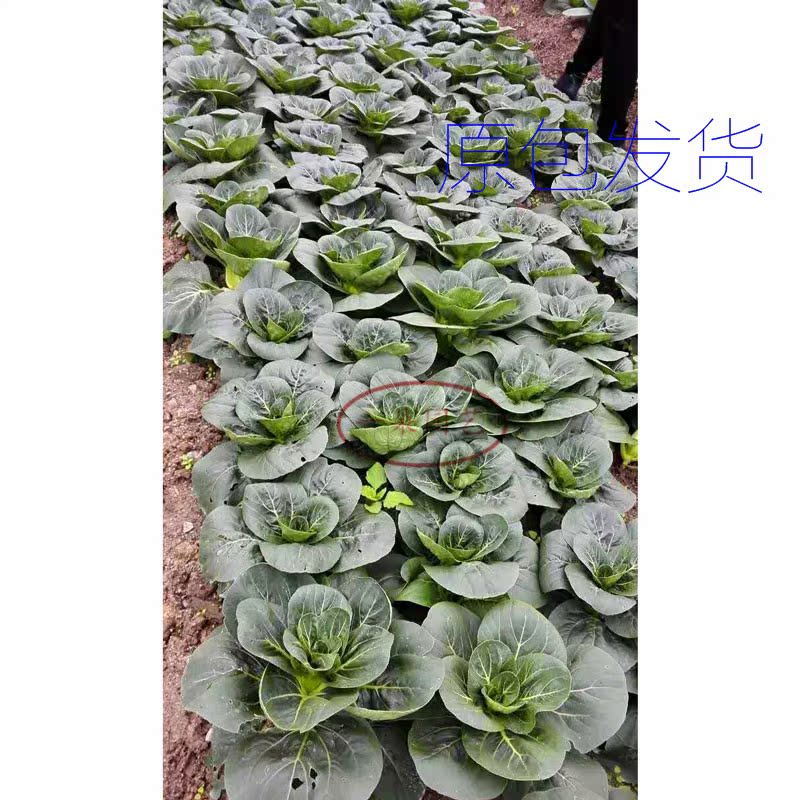 大叶黑大头青菜种子耐寒耐热四季种植抗病高产青菜种子包邮图片