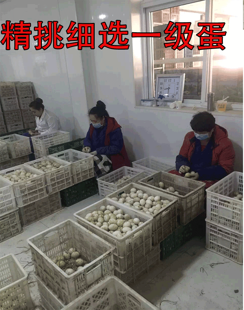 河北胜芳特产松花蛋皮蛋变蛋咸鸭蛋无铅蛋礼品装白洋淀东特价包邮