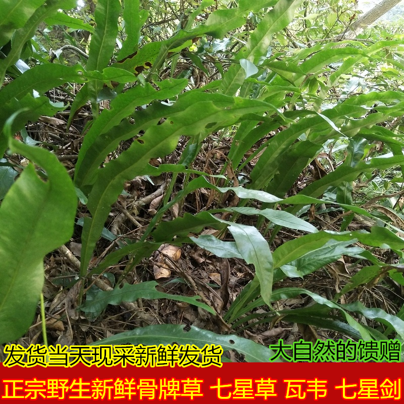 粤北新鲜七星草小叶骨牌草瓦韦 七星剑 细骨牌草千只眼中草药500g
