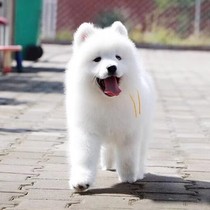 Pure Seed Sammoye Young Dog Sleigh Dog Living Pooch Midsize Dog Family Dog Smiles Angel Sammoyer Pet Dog