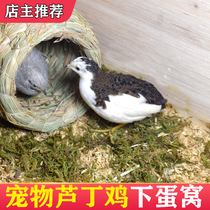 Luding Chicken Grass Nest Quail Lower Egg Nest Straw Compiling Round Home Warm Indoor Pet Chicken Nest