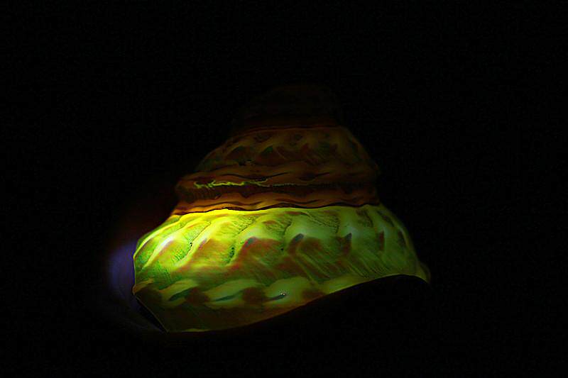 天然贝壳海螺海星荧光珍珠塔螺夜光塔螺 标本螺收藏礼品摆设