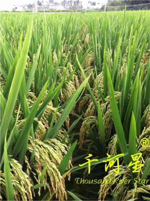 超优千号1000水稻谷种子超级杂交稻亩产吨粮袁隆平世界纪录优质米