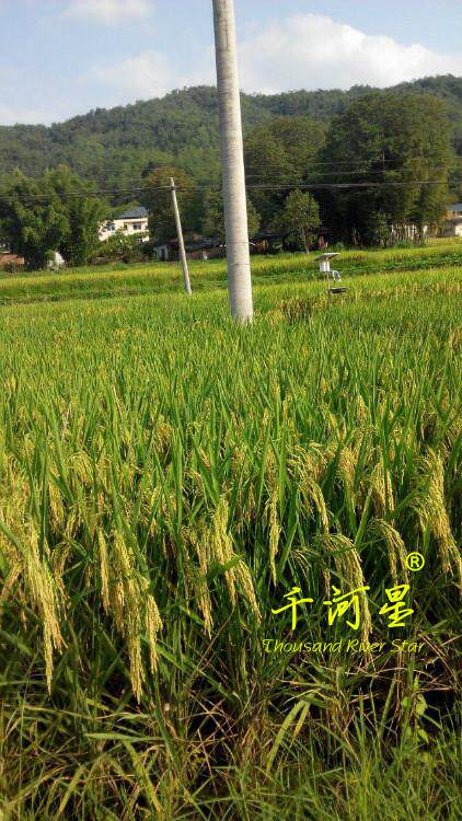 超优千号1000水稻谷种子超级杂交稻亩产吨粮袁隆平世界纪录优质米