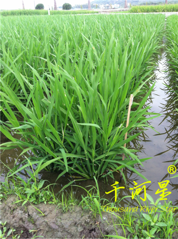 超优千号1000水稻谷种子超级杂交稻亩产吨粮袁隆平世界纪录优质米