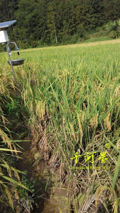 超优千号1000水稻谷种子超级杂交稻亩产吨粮袁隆平世界纪录优质米