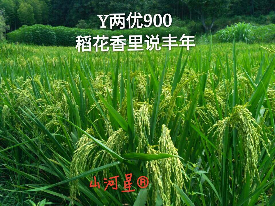 超优千号1000水稻谷种子超级杂交稻亩产吨粮袁隆平世界纪录优质米