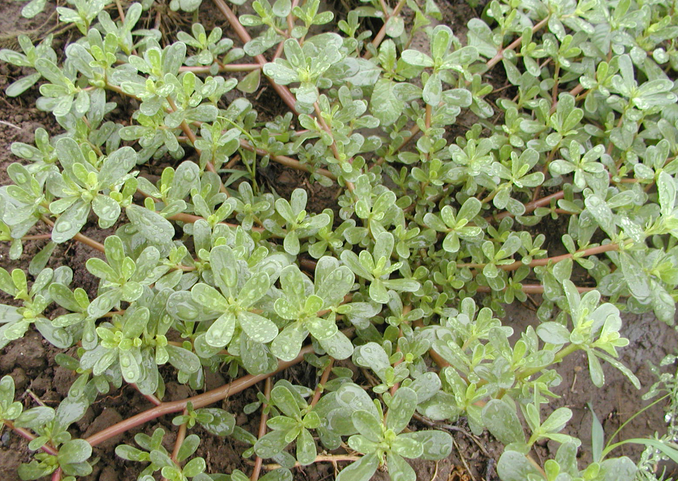 纯天然"防痱妙招",让宝宝不再苦不堪言