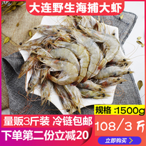 Dalian wild sea catch prawns live shrimp live shrimp green shrimp prawns sea shrimp seafood aquatic products