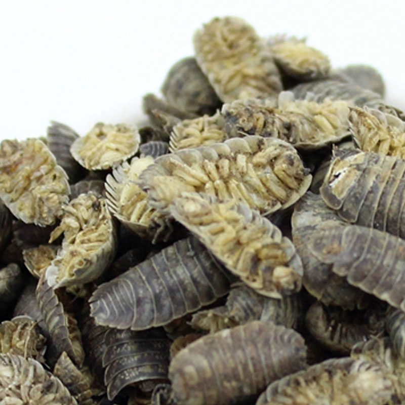 鼠妇虫 中药材西瓜虫 野生正品活体干货潮虫 球鼠妇5