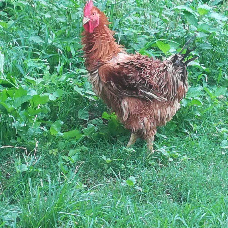 麒麟鸡 翻毛鸡 阉鸡 鸡公 公鸡 活鸡现杀农家老阉鸡顺丰包邮