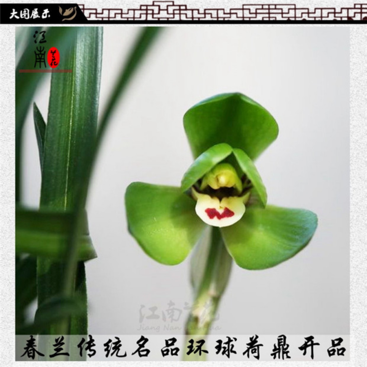 精品春兰 环球荷鼎 荷瓣带浓香花苞出售 好养兰花苗绿植花卉包邮_7折