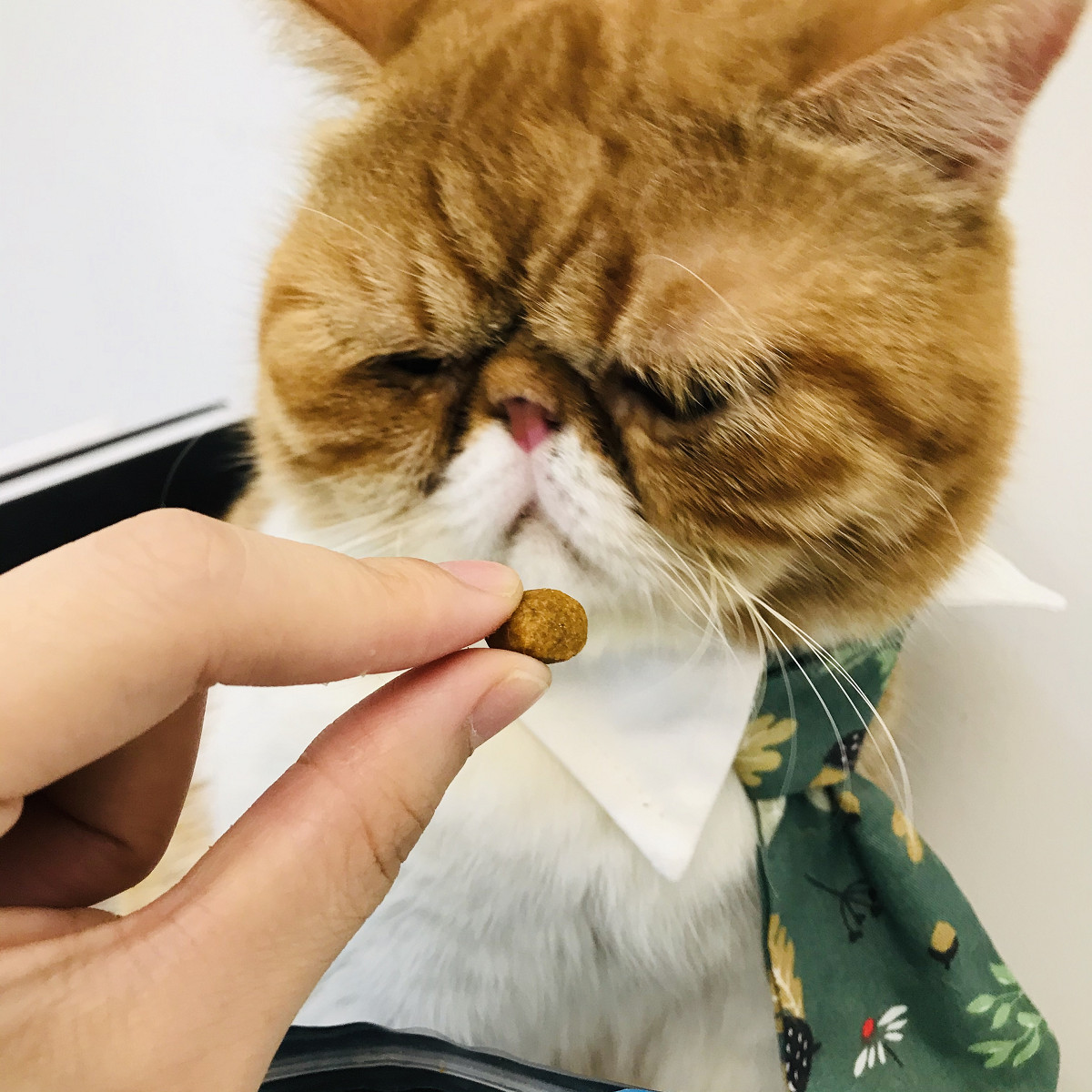 猫咪嘴巴臭臭，还好我有可以吃的牙刷！33