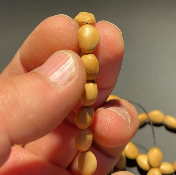 Wenwan Neck Bracelet Pine Nut Bracelet 60 조각 소나무 너트 브레이슬릿 Wenwan Neck Bracelet Pine Nut Bracelet 60 조각 소나무 너트 브레이슬릿