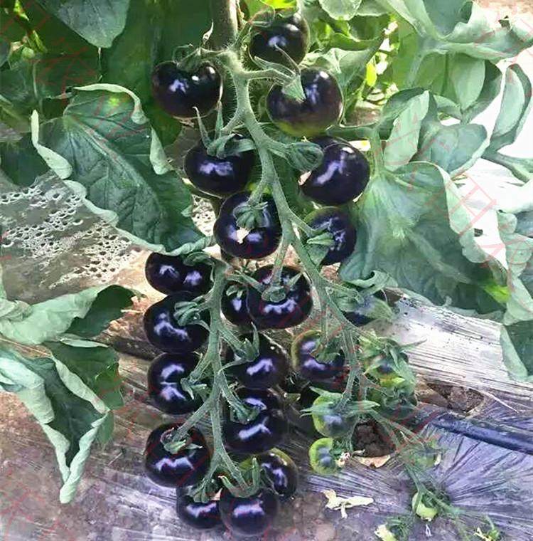 四季水果黑番茄种子黑西红柿基地黑丽人f1黑妃黑珍珠包邮_7折现价9元