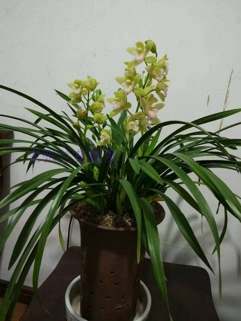 兰花日本香兰 世界上最香兰花 品种保证 开品如图 四季开花包活