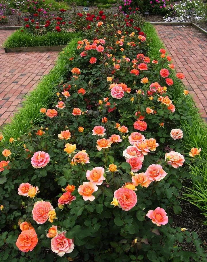 品种控丰花月季到底是何方妖孽