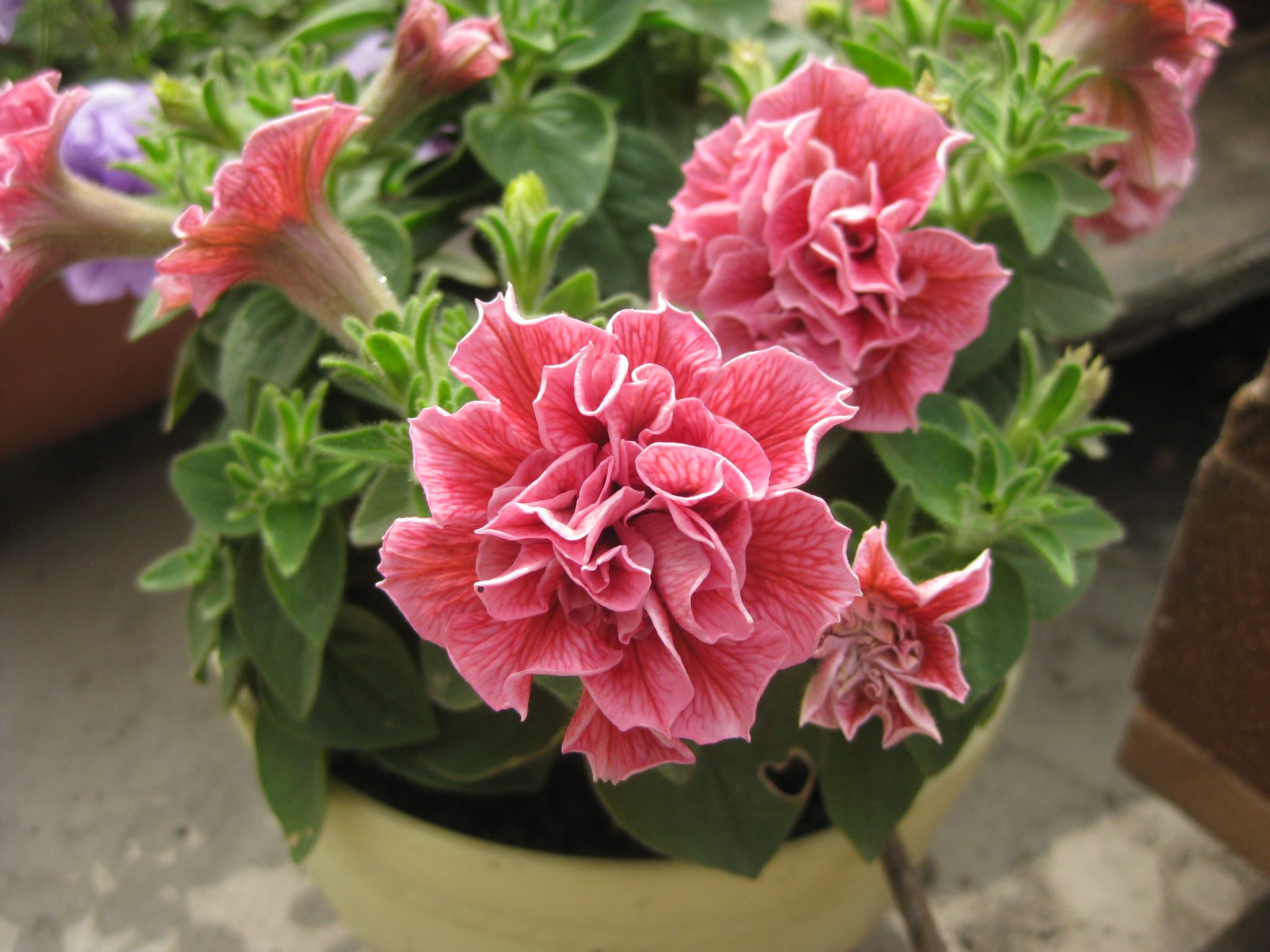 矮牵牛 | 四季阳台盆栽管理