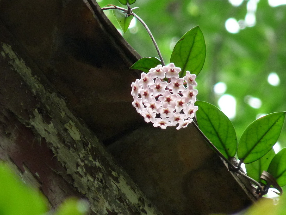 半阴环境就能开花的植物,窗台花海指日可待