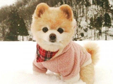盘点最适合女生养的狗狗排行!10