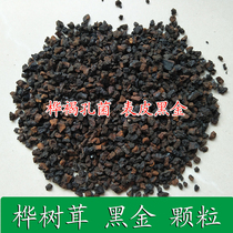 Long white mountain wild birch with black gold birch brown pore fungus black gold birch and black grain epidermis black gold 250 copy