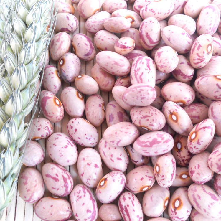 2016年新奶花豆 农家自种花豆/雀蛋豆 花豆子 黑豆花豆250g花腰豆