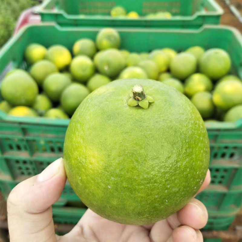 greenhow新鲜水果海南特产绿橙橙子甜橙非冰糖橙脐橙5斤顺丰包邮