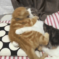 给猫吃鱼,你要学的还有很多