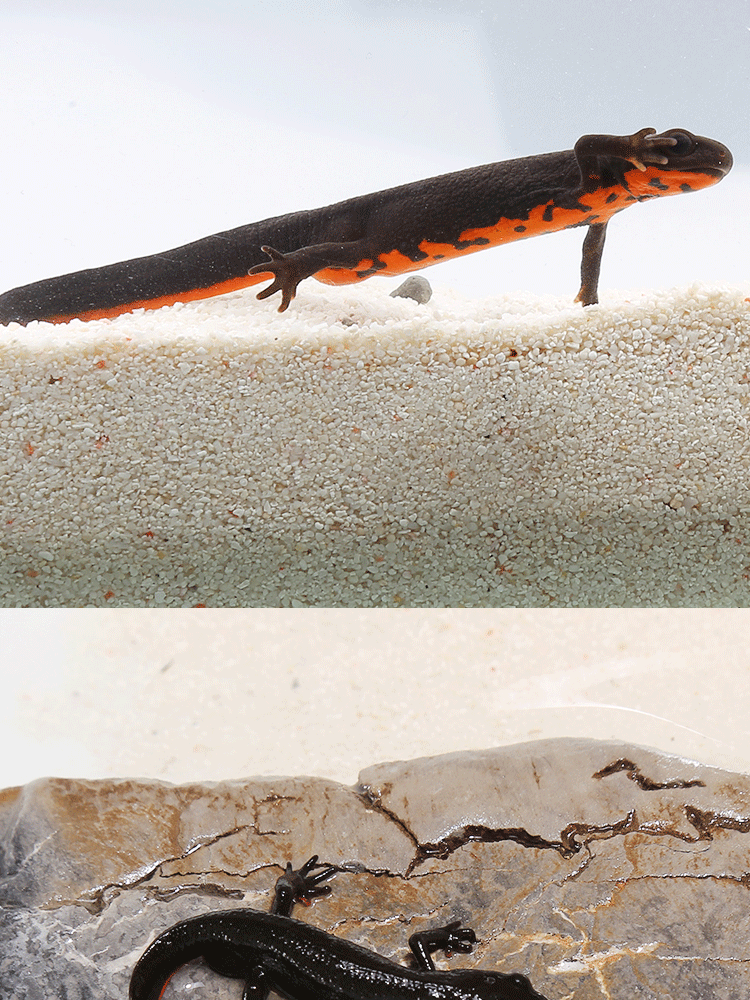 小火龙鱼活体鱼冷水鱼清道夫蝾螈娃娃鱼观赏鱼小型鱼苗