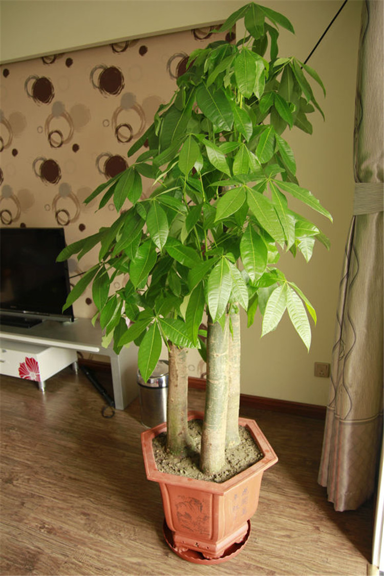 爱打扮(www.idaban.cn)，养护发财树，学2个妙招，不烂根，长嫩叶19