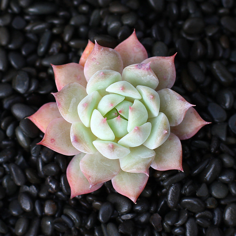 植物员外 蒂比tp老桩群生一物一拍 果冻色多肉植物绿植花卉萌肉肉_7折