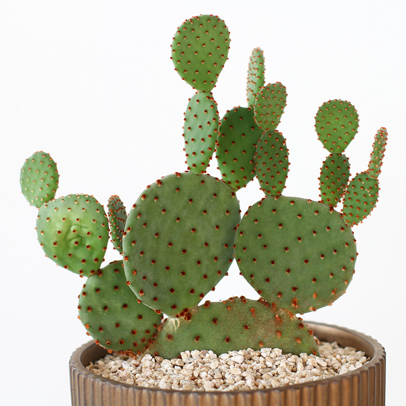 植物员外 红太古一物一拍 米奇可爱造型团扇仙人掌 多肉植物盆栽