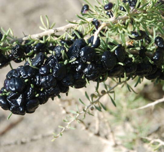 西藏野生黑枸杞 黑枸杞 美容 150克包邮 深山发货 2016年新货_食品/保