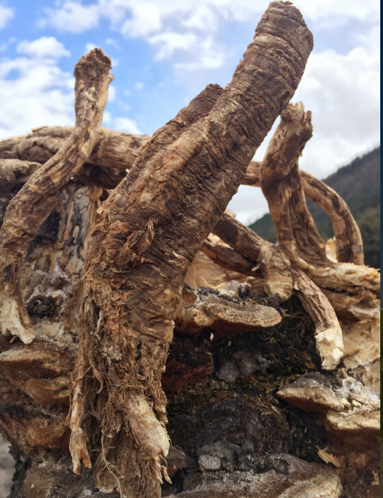 西藏野生当归头 真正藏当归 雪域深山发货 不物超所值 白送给您!