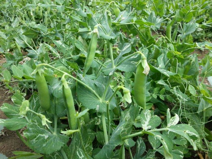 三福来豌豆粉1kg袋装豌豆面粉宁夏特产五谷杂粮豌豆面凉粉面粉