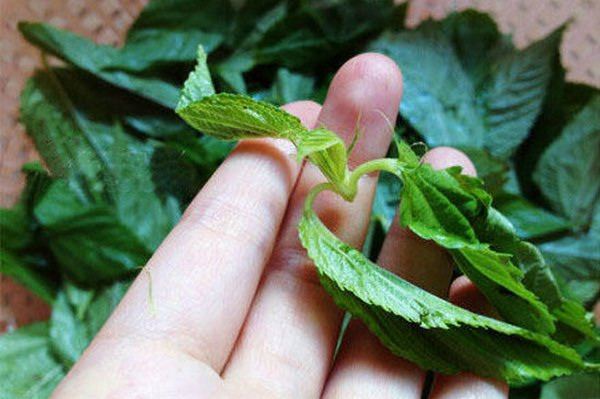 潮汕人的夏天,怎么能没有麻叶?