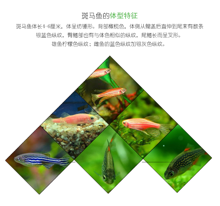 红斑马鱼 篮斑马鱼 火翅金钻鱼 豹纹斑马鱼 热带鱼 观赏鱼 活体鱼_7折