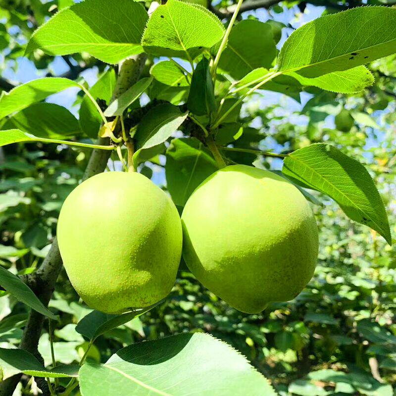 陕西早酥梨香酥梨特产新鲜水果梨当季甜雪梨应季当季梨子10斤装