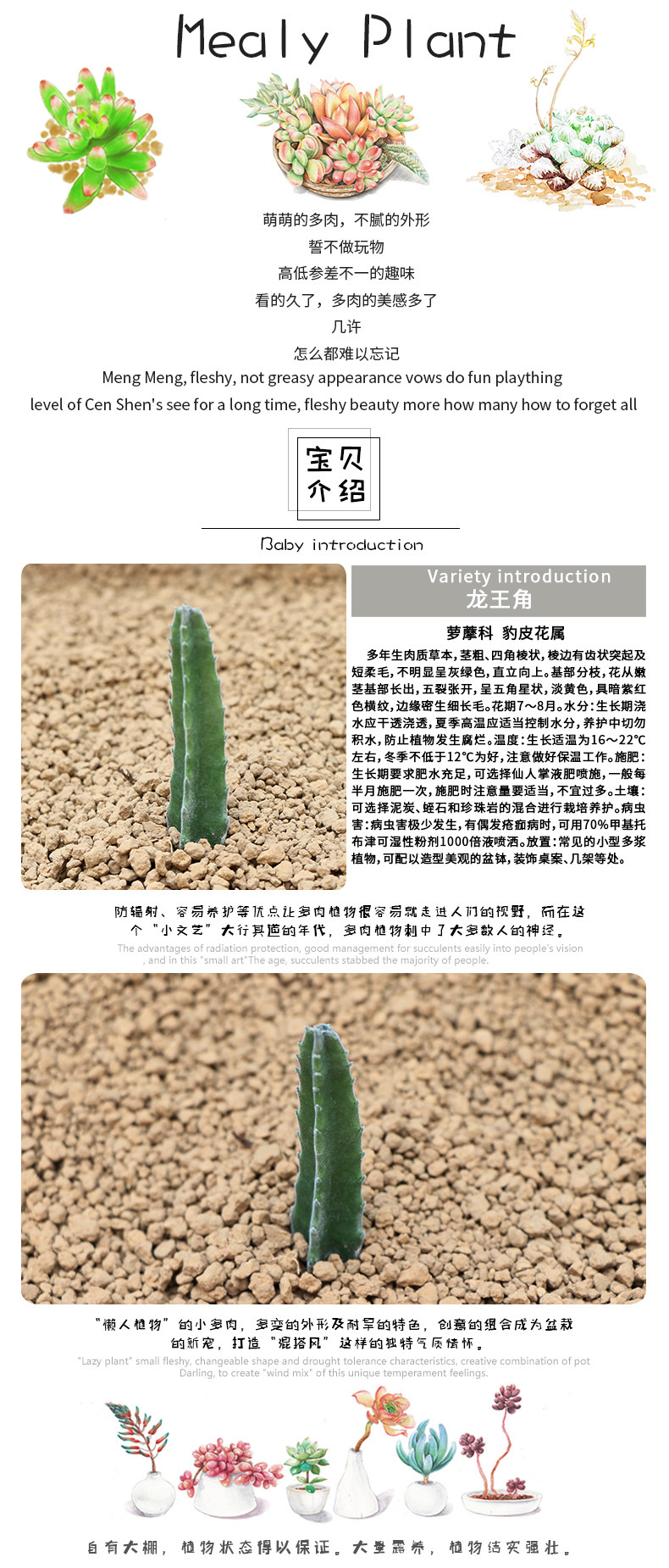 近花缘 多肉植物 龙王角 也叫海星花 花卉绿植多肉